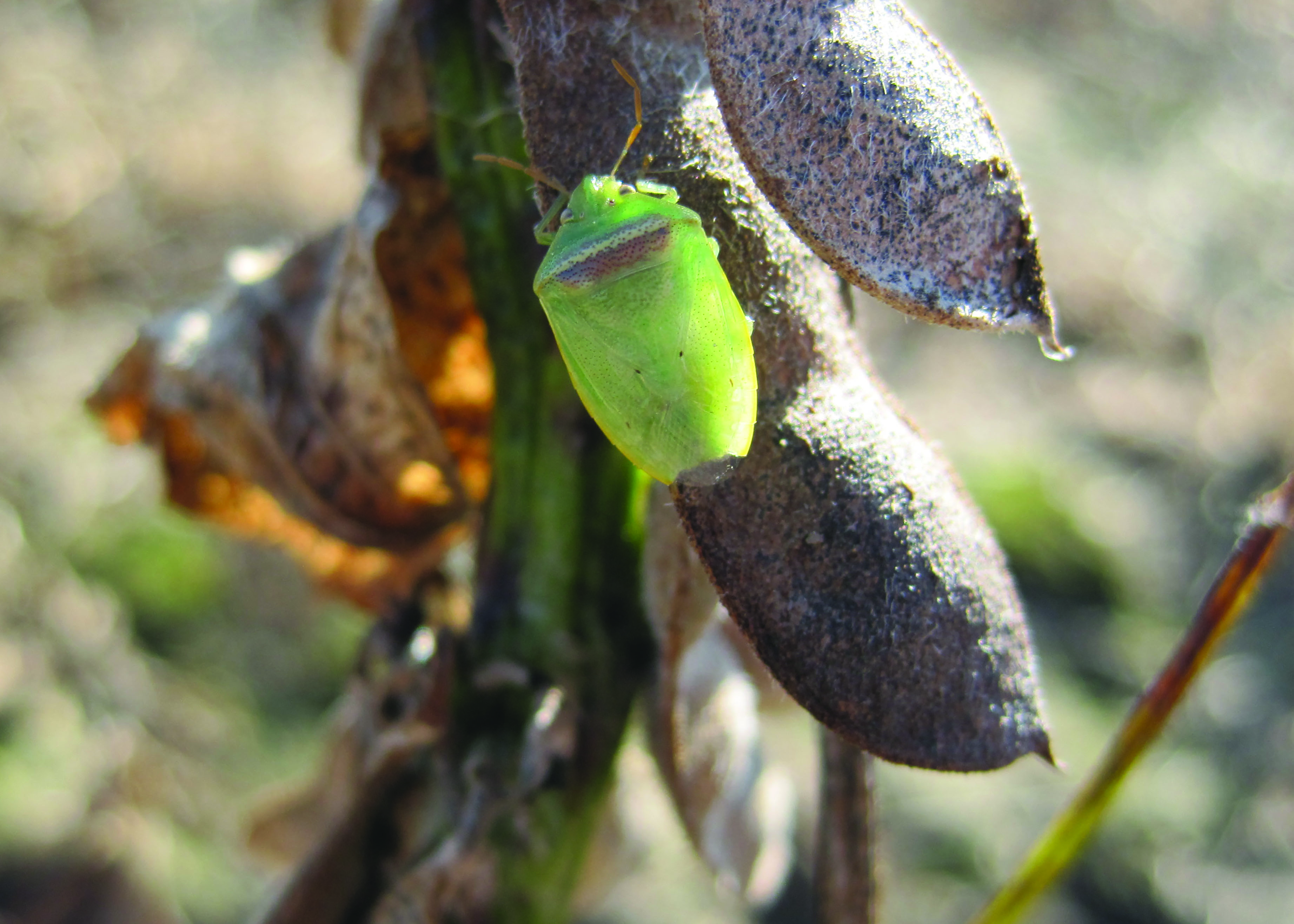 Record Cold Weather Hurt Some Insect Pests, But Not Others